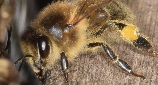 Advice on Bees Nests