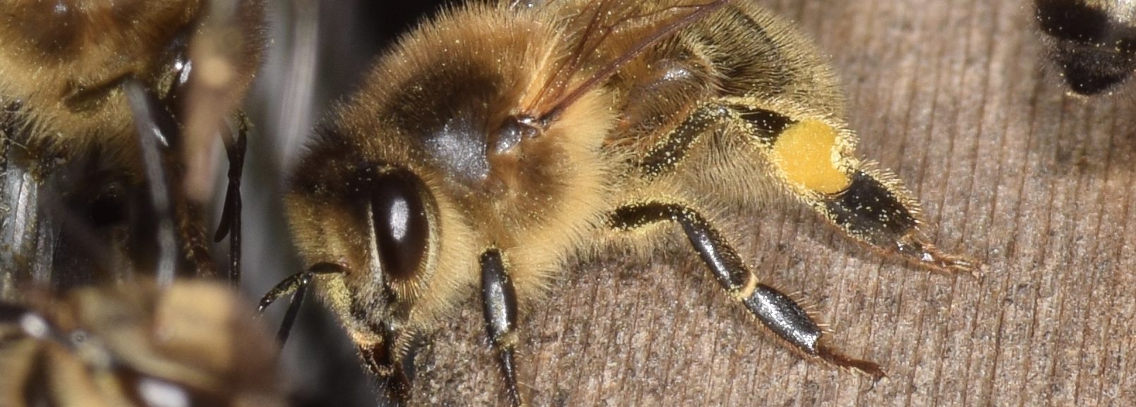 Derbyshire Beekeepers