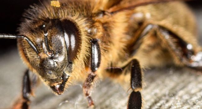 Types of Bees (and Wasps)