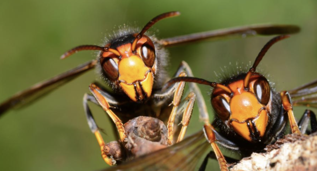 Asian Hornets