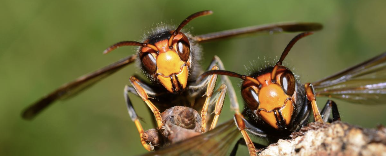 Derbyshire Beekeepers